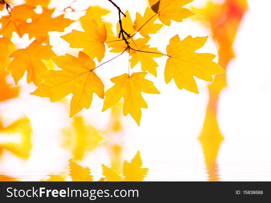 Autumn leaves background in sunny day