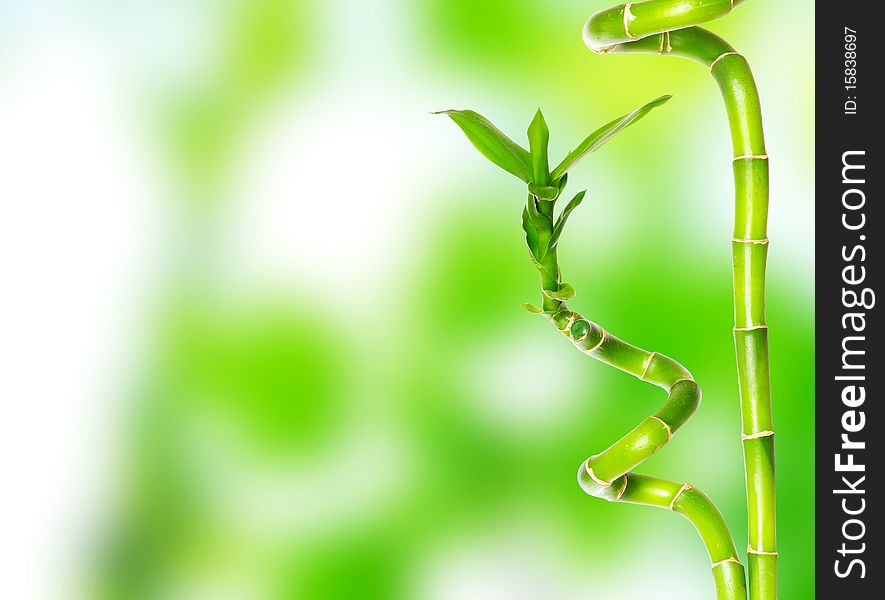 Beautiful bamboo isolated on green background
