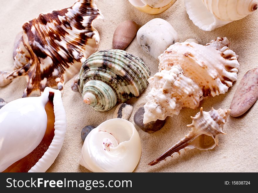 Seashells in sand as a background