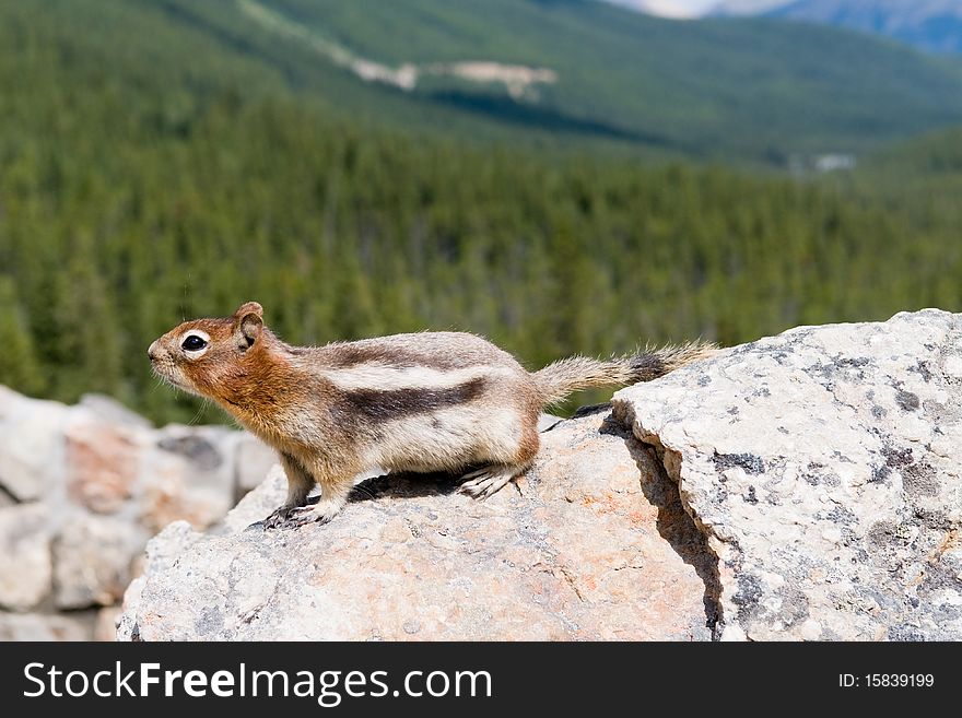 A squirrel perched on a stone looking out for either food, friend or foe.