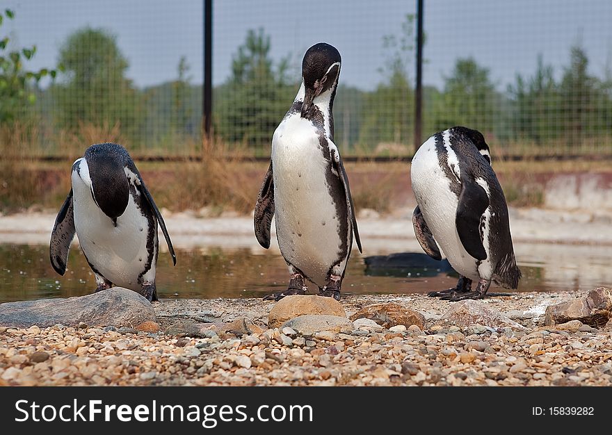 Magellanic Penguins In The Zoo