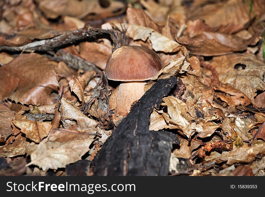 Closeup of a beautiful and delicious cepe (Boletus edulis) in a forest near Battifollo, Ceva, in Piedmont, Italy. Closeup of a beautiful and delicious cepe (Boletus edulis) in a forest near Battifollo, Ceva, in Piedmont, Italy.