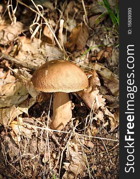 Closeup of a beautiful and delicious cepe (Boletus edulis) in a forest near Battifollo, Ceva, in Piedmont, Italy. Closeup of a beautiful and delicious cepe (Boletus edulis) in a forest near Battifollo, Ceva, in Piedmont, Italy.