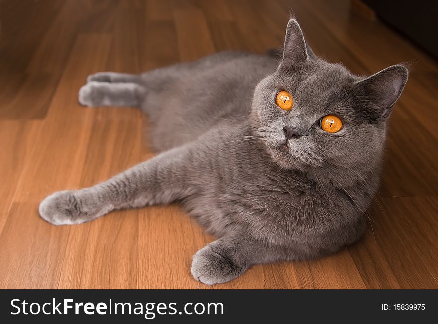 Beautiful lying grey british cat with orange eyes