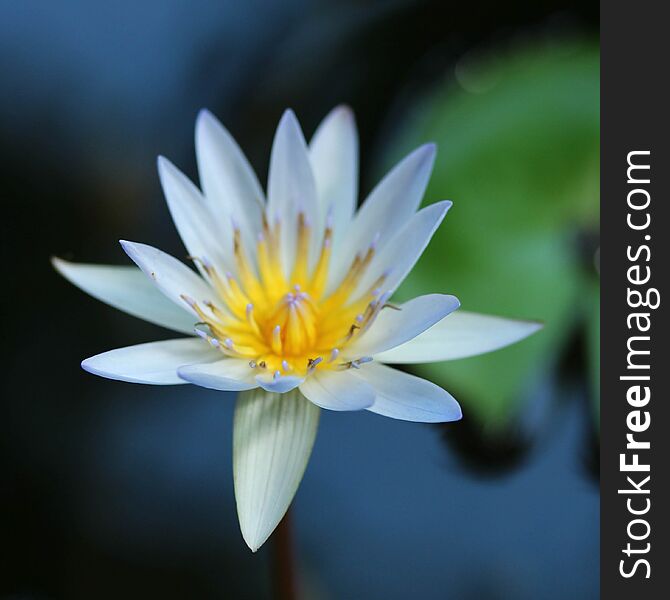 Lotus Blossom In My Garden