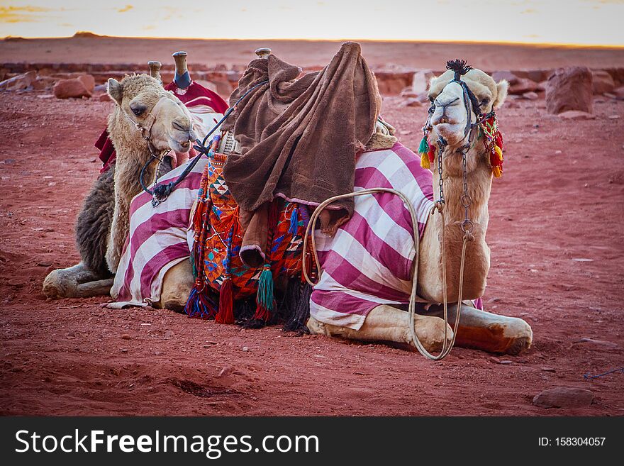 Jordanian camels in Wadi Rum dessert, colorful clothing of camels in Jordan. Jordanian camels in Wadi Rum dessert, colorful clothing of camels in Jordan
