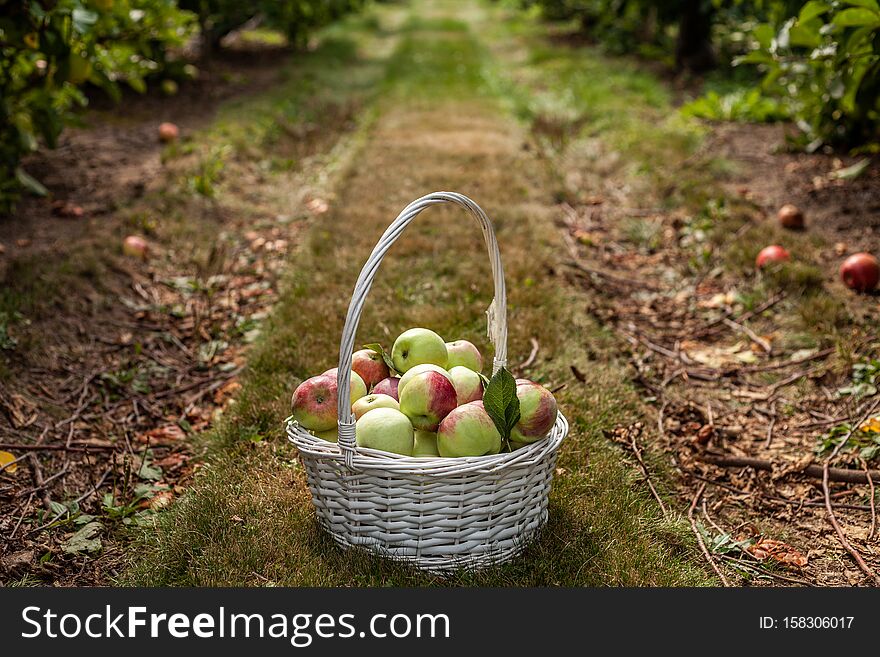 fresh picked apples in a basket in autumn orchard