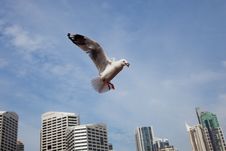 Feed Sea Gull Royalty Free Stock Image