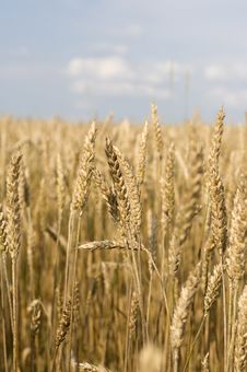 Rye Field Royalty Free Stock Photos Rye Field Royalty Free Stock Photos