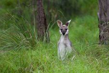 Kangaroo Royalty Free Stock Photo