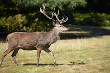 Majestic Royal Stag Royalty Free Stock Photography Majestic Royal Stag Royalty Free Stock Photography