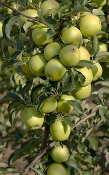 Green Apples On A Branch Stock Photography Green Apples On A Branch Stock Photography