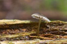 Free Fungus Royalty Free Stock Photography - 15842757