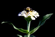Bumble Bee On White Flower Royalty Free Stock Image