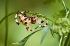 Orb Weaver Spider Royalty Free Stock Images
