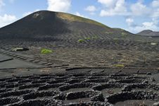 Volcanic Vineyards Stock Photo Volcanic Vineyards Stock Photo