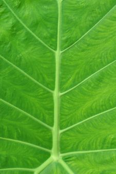 Green Leaf Texture Stock Photo Green Leaf Texture Stock Photo
