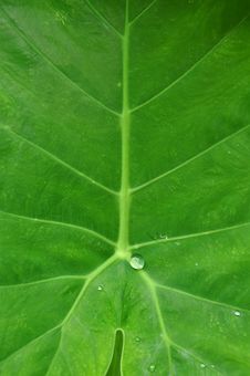 Green Leaf With Water Drop Stock Image