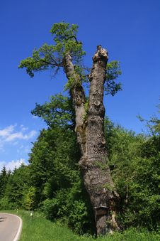 Oak Tree 1000 Years Old Stock Photos Oak Tree 1000 Years Old Stock Photos