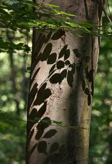 Beech Tree Stock Photography Beech Tree Stock Photography