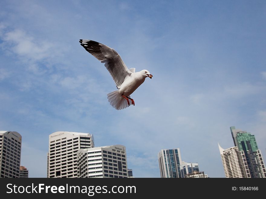 Feed Sea gull in blue sky