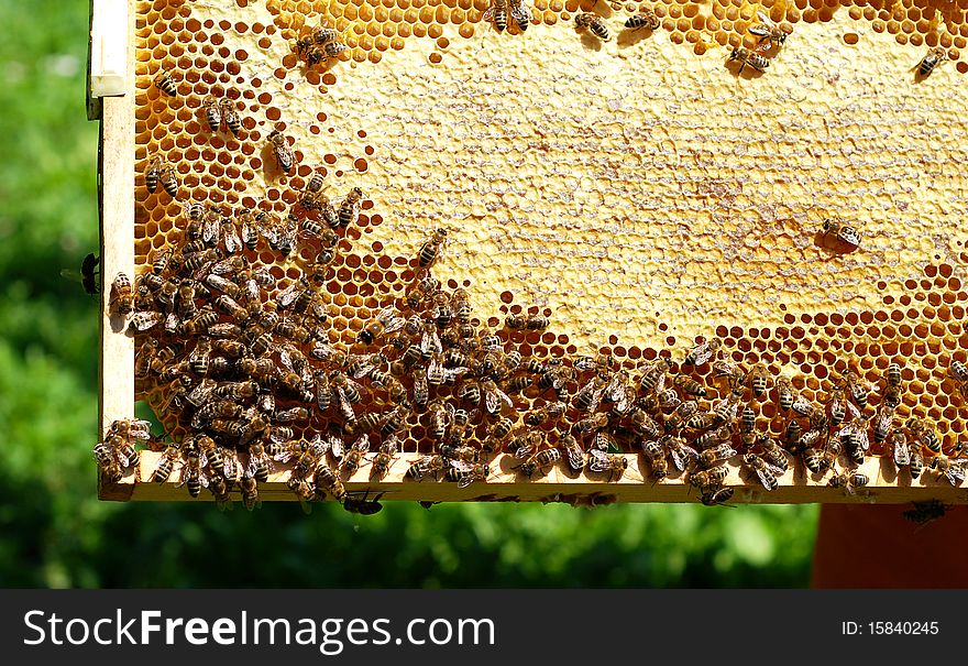 Working bees on honey cell