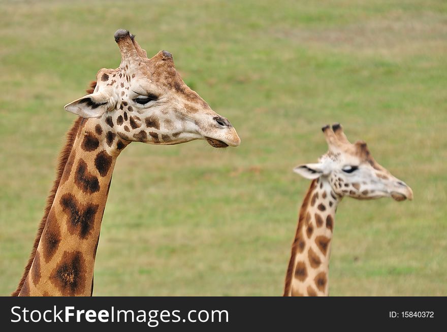 Head shoot of two giraffes with grass on the background. Head shoot of two giraffes with grass on the background