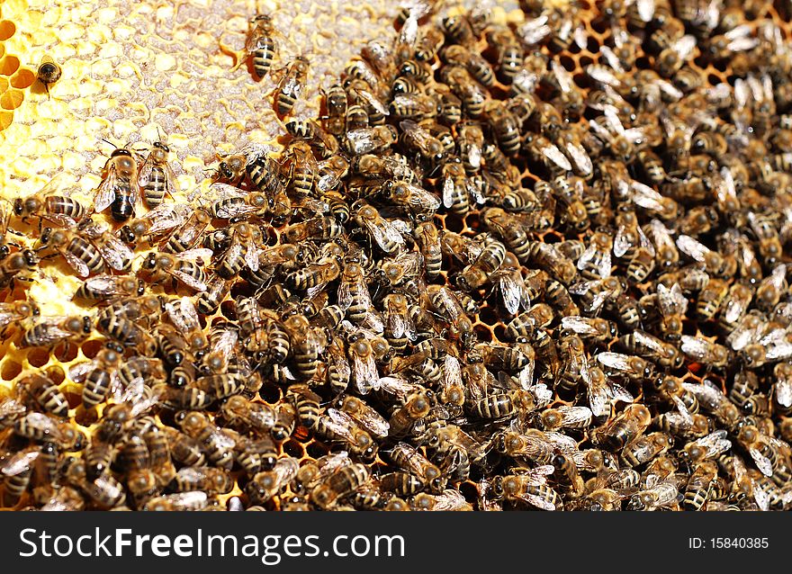 Working bees on honey cell