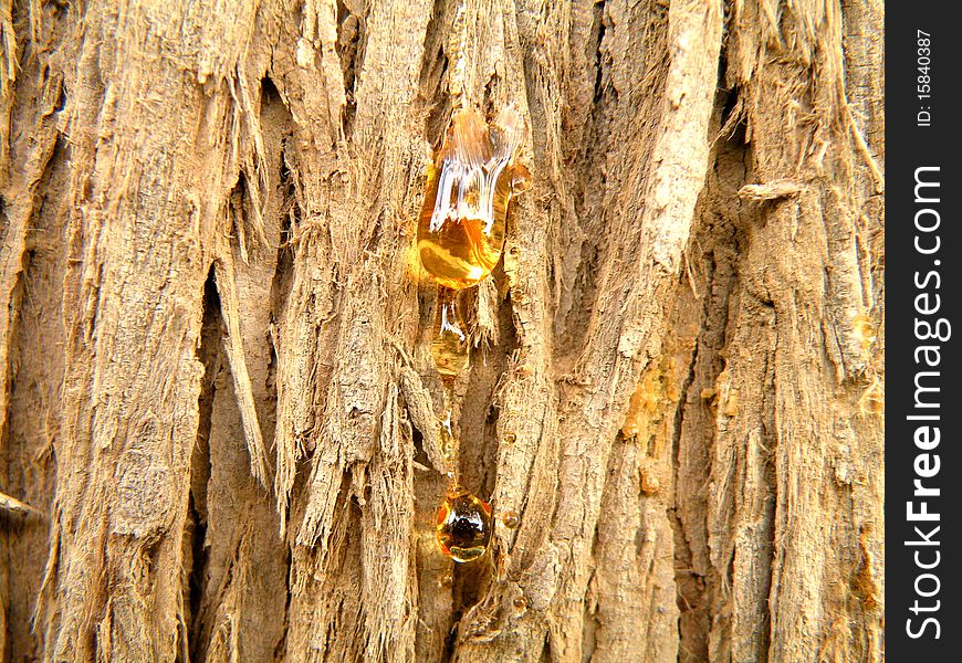 Conifer resin plants in the form of droplets on the very bark amber. Conifer resin plants in the form of droplets on the very bark amber