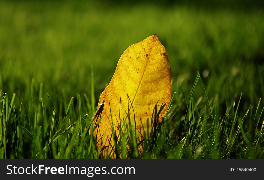 Autumn tree in a park, shallow DOF, focus on the leaves. Autumn tree in a park, shallow DOF, focus on the leaves