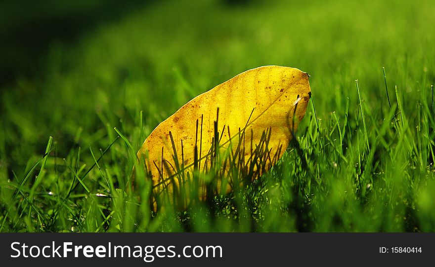 Autumn tree in a park, shallow DOF, focus on the leaves. Autumn tree in a park, shallow DOF, focus on the leaves