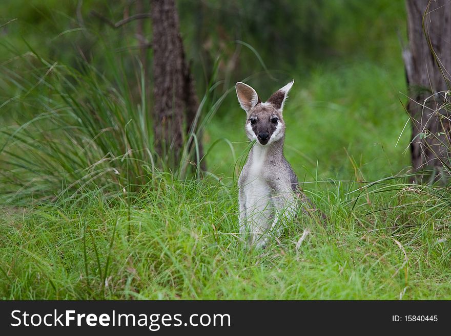 A young kangaroo in the grass