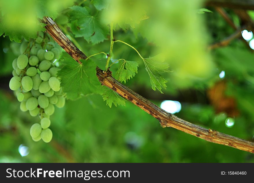 Bunches of a white grapes