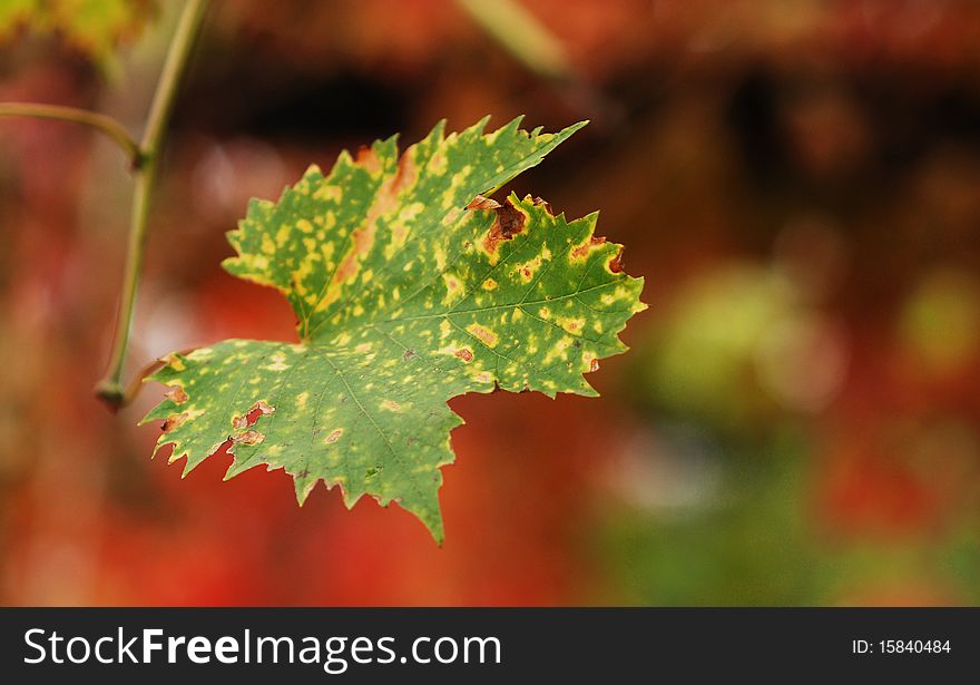 Autumn tree in a park, shallow DOF, focus on the leaves. Autumn tree in a park, shallow DOF, focus on the leaves