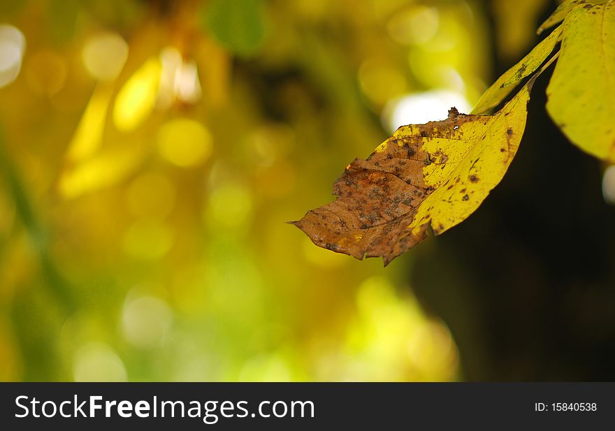 Autumn tree in a park, shallow DOF, focus on the leaves. Autumn tree in a park, shallow DOF, focus on the leaves