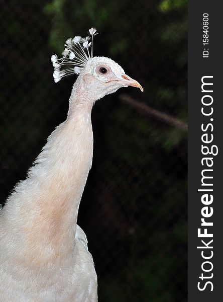 A beautiful closeup white peacock