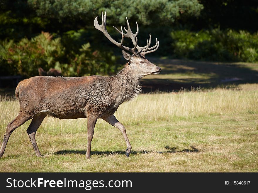 Majestic royal stag on a meadow