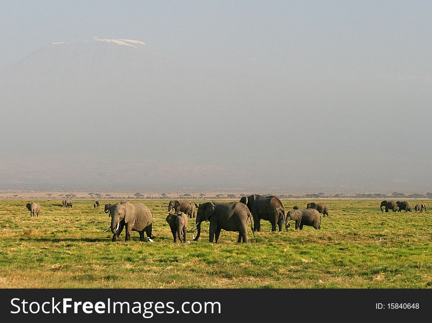 Grasslands Of The African Elephant In Kenya