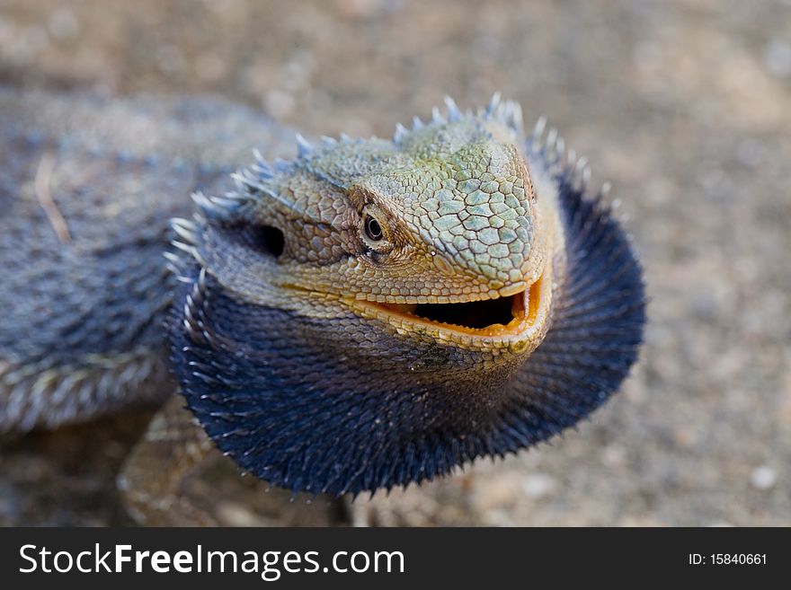 Colorful lizard open its mouth