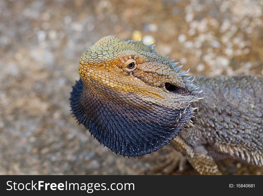 Colorful lizard is standing relax
