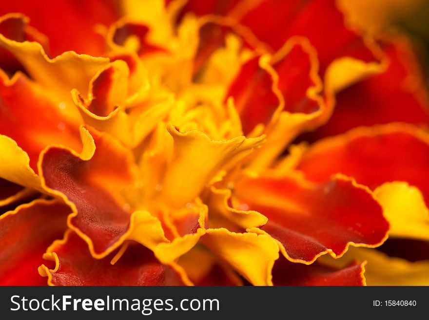 Flower of theTagetes. Floral background.