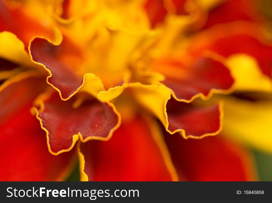 Flower of theTagetes. Floral background.