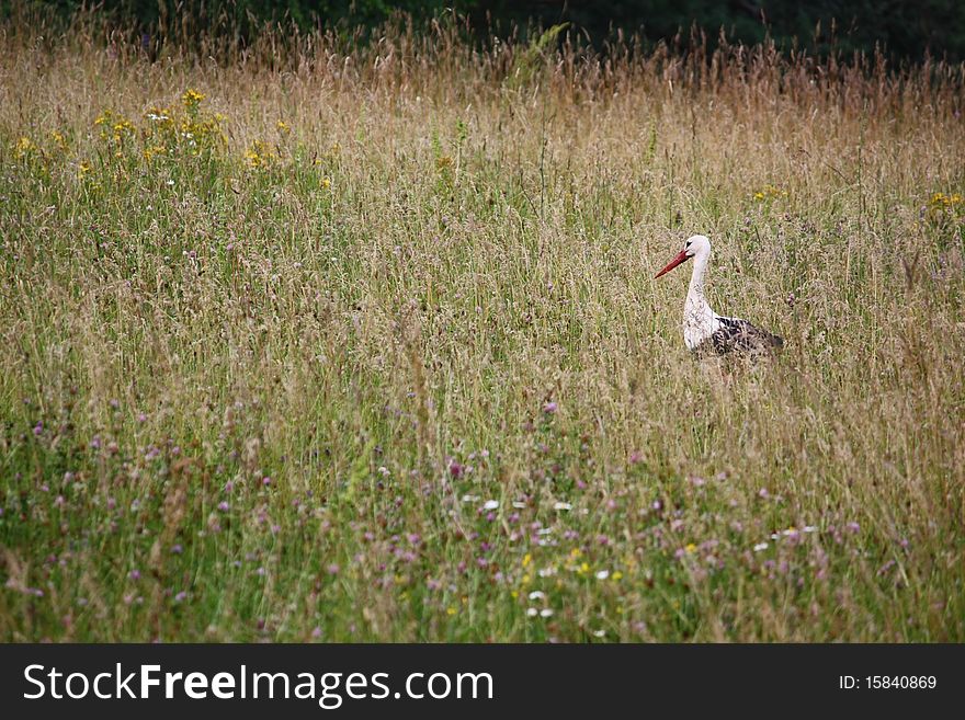 A hunting stork in the meadow