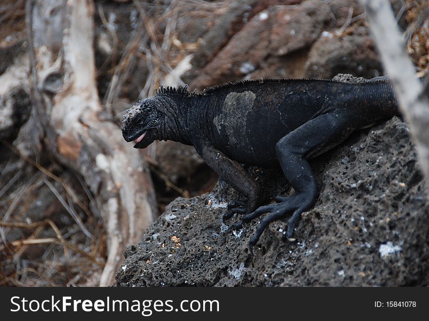 Iguana from the Galapagos islands - Ecuador. Iguana from the Galapagos islands - Ecuador