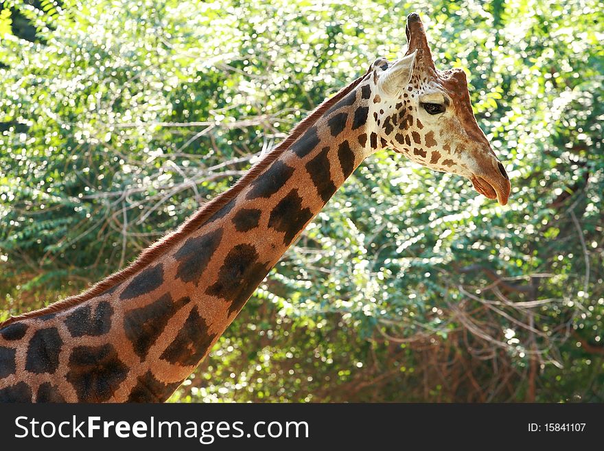 A giraffe in the zoo