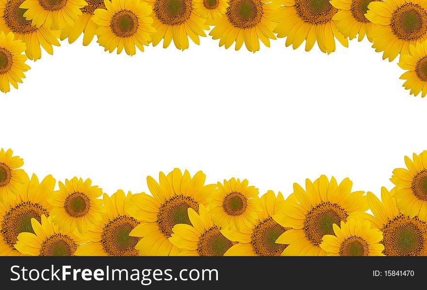 Beautiful flower of a sunflower on a white background. Beautiful flower of a sunflower on a white background