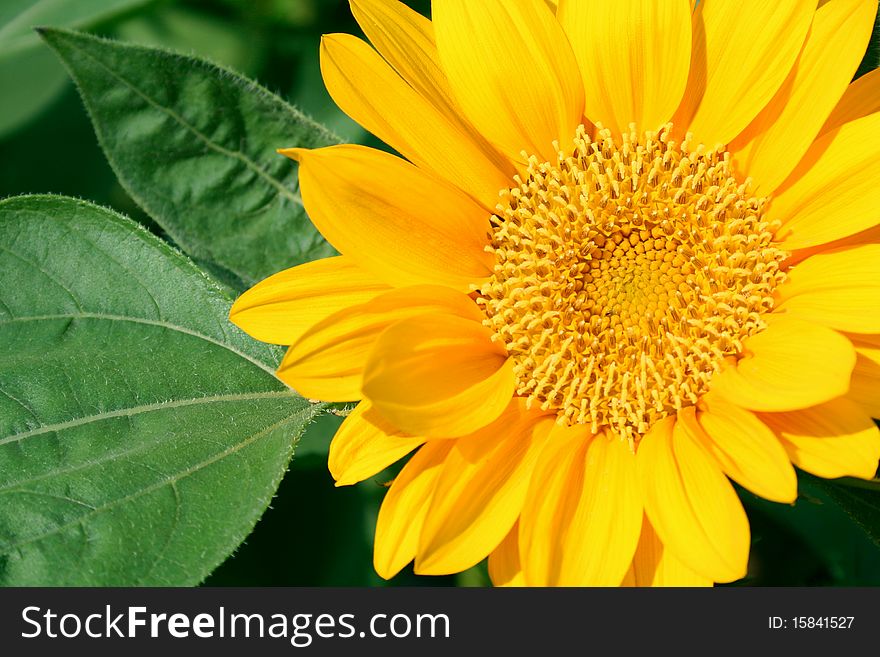 Sunflower in tropical garden, Thailand