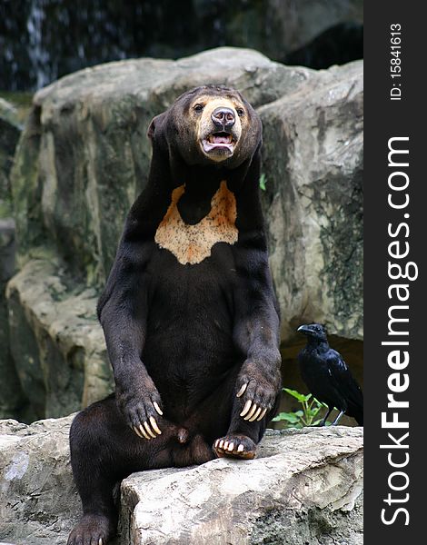 Black Bear in Zoo