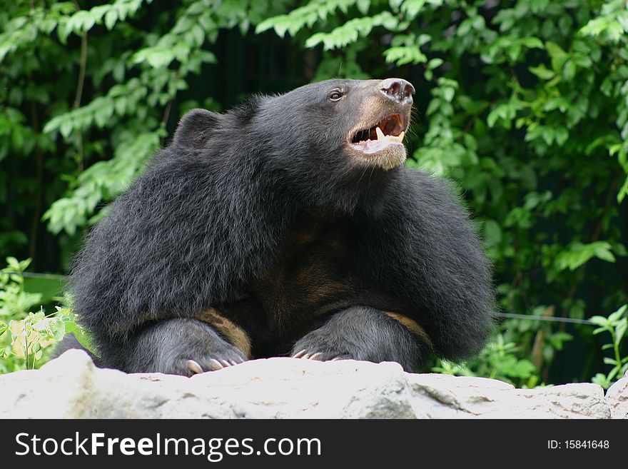 Black Bear in Zoo