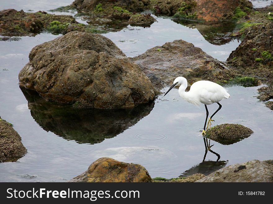 Egret garzette looking for its meal